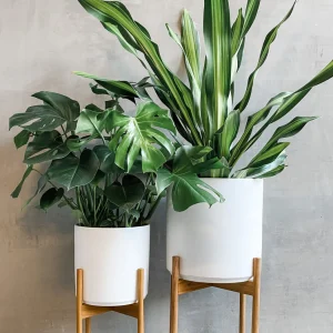 Green Artificial Cheese Plant in Rattan Planter