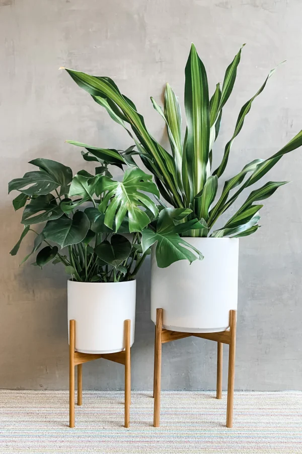 Green Artificial Cheese Plant in Rattan Planter