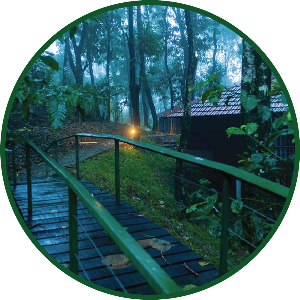 Tree house in Avarlon Resort Meppadi wayanad