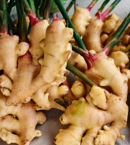 ginger-plant-compressed