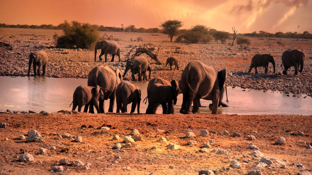 tour and travel agency provide a wildlife trip to kannur-kerala